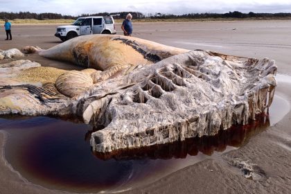 The remains of a massive fin whale discovered on Cefn Sidan beach