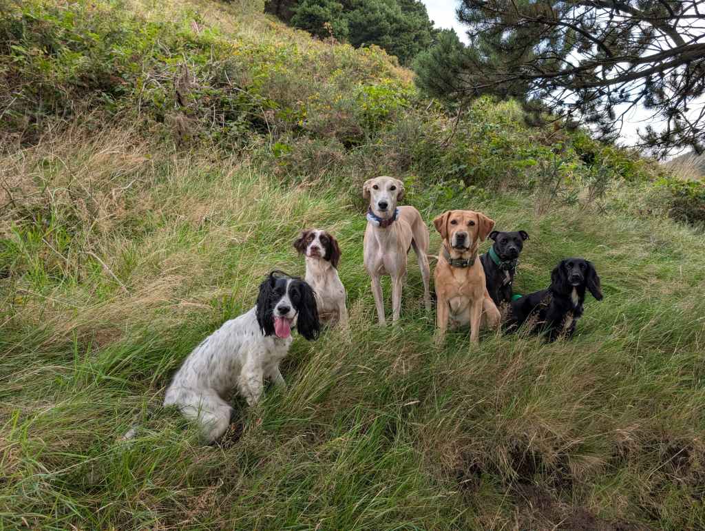 Alfie the lurcher sitting in the middle of a group of six dogs on a grass area.