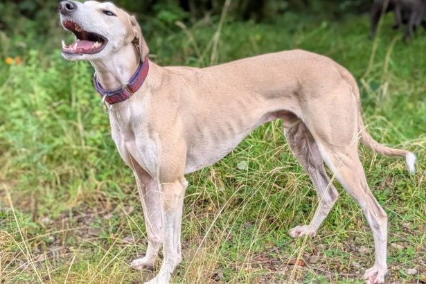 Side view of Alfie the lurcher standing on a grass path in Port Talbot.