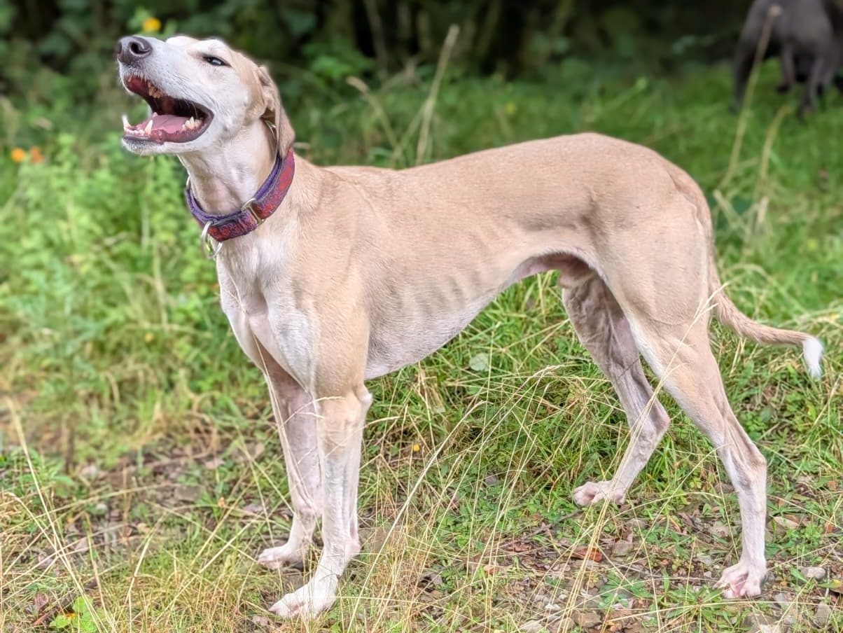 Side view of Alfie the lurcher standing on a grass path in Port Talbot.