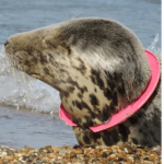 Seal with plastic ring frisbee around its neck
