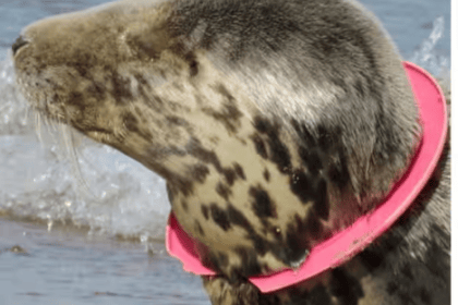 Seal with plastic ring frisbee around its neck