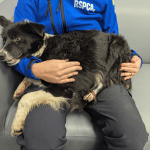 Collie Floss, who recovered after surgery and has been rehomed