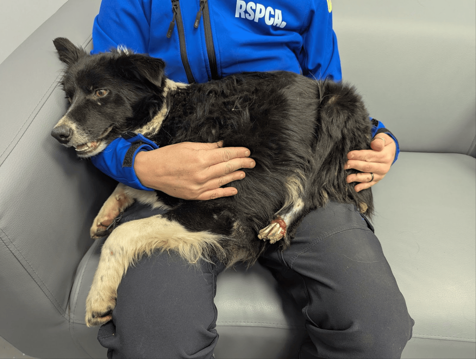 Collie Floss, who recovered after surgery and has been rehomed