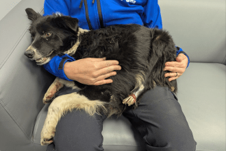 Collie Floss, who recovered after surgery and has been rehomed