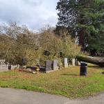 Uprooted tree resting on rows of gravestones in Rhydgoch Cemetery, Pontarddulais, after storm damage.
