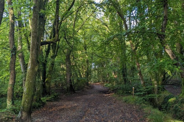 Current view of the Old Carriage Drive bridleway in Swansea’s Clyne Valley, a woodland path facing proposals to be resurfaced under the council’s Active Travel programme.