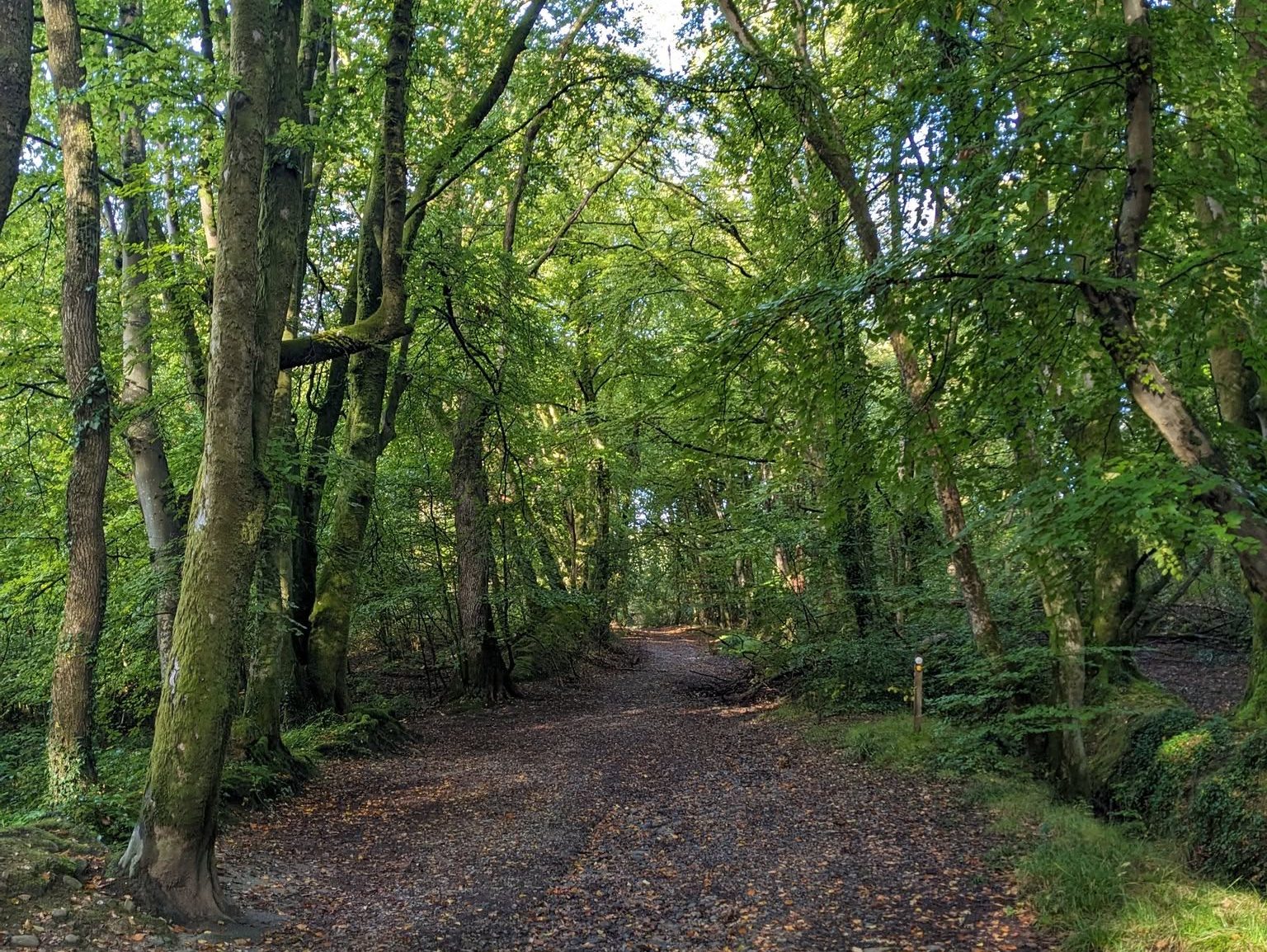 Current view of the Old Carriage Drive bridleway in Swansea’s Clyne Valley, a woodland path facing proposals to be resurfaced under the council’s Active Travel programme.