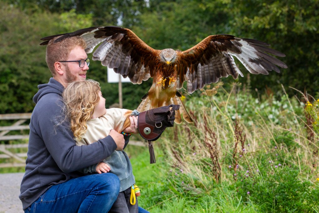 Father crouched beside his daughter as she holds out a gloved hand for a bird of prey to land on, wings spread wide in flight at the British Bird of Prey Centre.