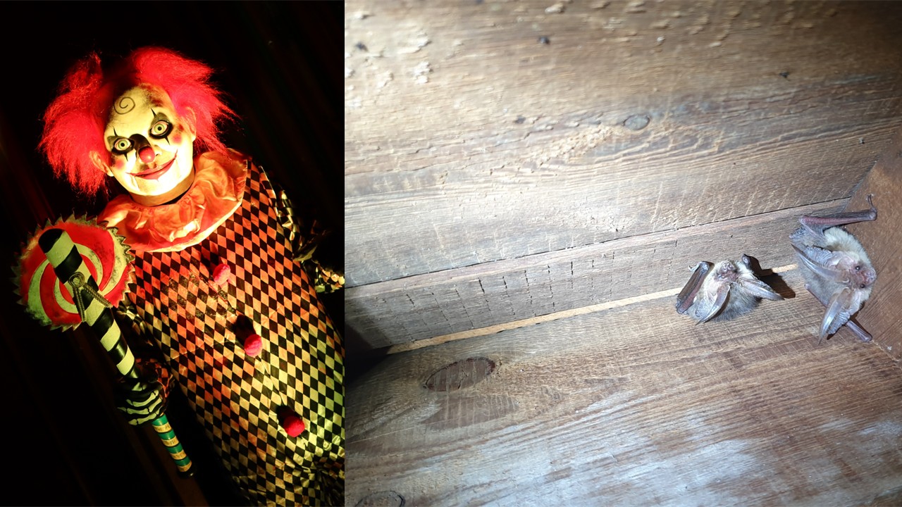 Montage image showing an actor in a scary clown costume on the left and a brown long‑eared bat on the right.