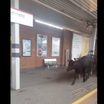 A small herd of cows runs along the platform at Neath station, filmed through a train window by a passenger on board.