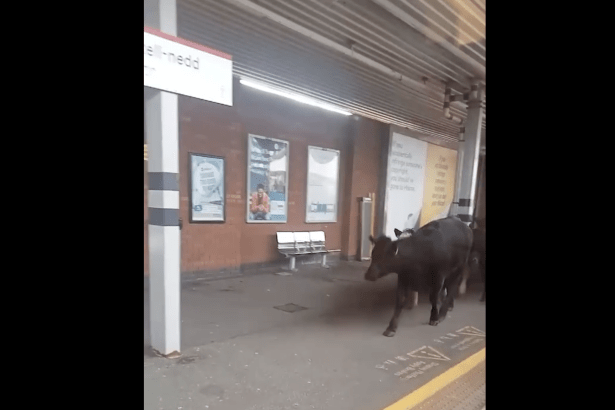 A small herd of cows runs along the platform at Neath station, filmed through a train window by a passenger on board.