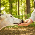 Stock image of a dog sniffing acorns in the woods from a person’s hand, illustrating expert warnings that acorns can be toxic to pets if ingested.