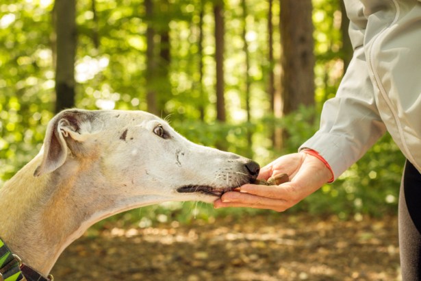 Stock image of a dog sniffing acorns in the woods from a person’s hand, illustrating expert warnings that acorns can be toxic to pets if ingested.