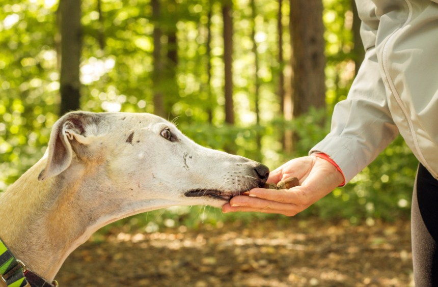 Stock image of a dog sniffing acorns in the woods from a person’s hand, illustrating expert warnings that acorns can be toxic to pets if ingested.