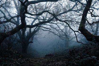 A spooky forest scene captures the eerie atmosphere of South West Wales’ most haunted places and Halloween events.