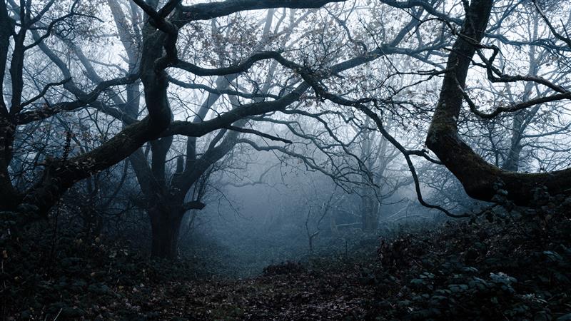 A spooky forest scene captures the eerie atmosphere of South West Wales’ most haunted places and Halloween events.
