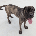 Two‑year‑old Cane Corso Mastiff named Cheeks at the RSPCA Llys Nini Animal Centre, available for adoption.