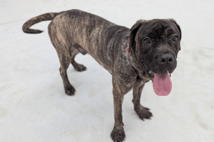 Two‑year‑old Cane Corso Mastiff named Cheeks at the RSPCA Llys Nini Animal Centre, available for adoption.