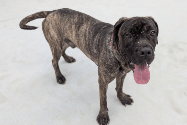 Two‑year‑old Cane Corso Mastiff named Cheeks at the RSPCA Llys Nini Animal Centre, available for adoption.