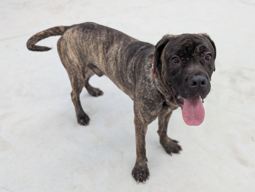 Two‑year‑old Cane Corso Mastiff named Cheeks at the RSPCA Llys Nini Animal Centre, available for adoption.