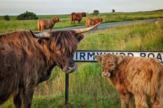 Highland cows walking across Fairwood Common in Gower, Swansea, with open grassland in the background.