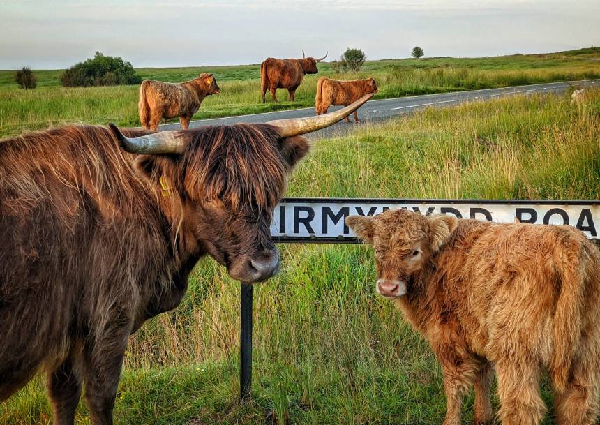 Highland cows walking across Fairwood Common in Gower, Swansea, with open grassland in the background.