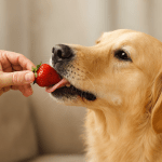 Golden Retriever reaching for a strawberry held by its owner’s hand, indoors with soft lighting.