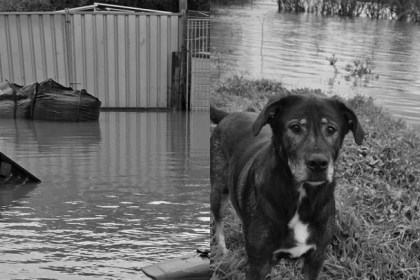 Glanrhyd dog sanctuary dogs stranded by floods
