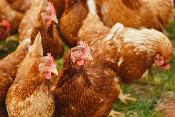 flock of hens on green field