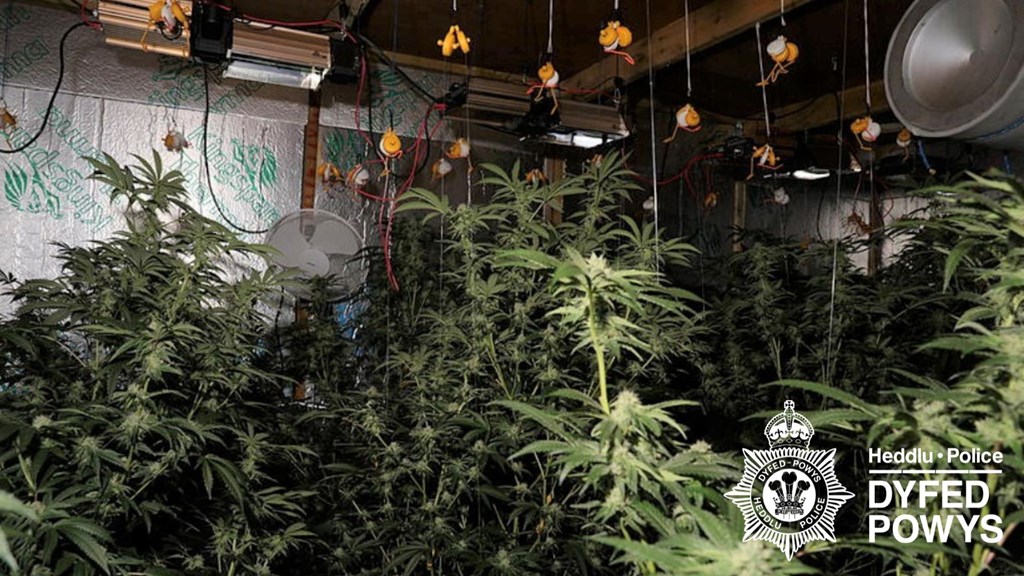 Cannabis grow room with reflective walls, hanging lights and ventilation — part of Carmarthenshire drug factory.