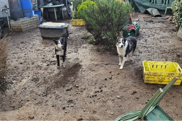 Two dogs stand in a cluttered garden in Trevine, surrounded by plastic containers, chairs and gardening tools.