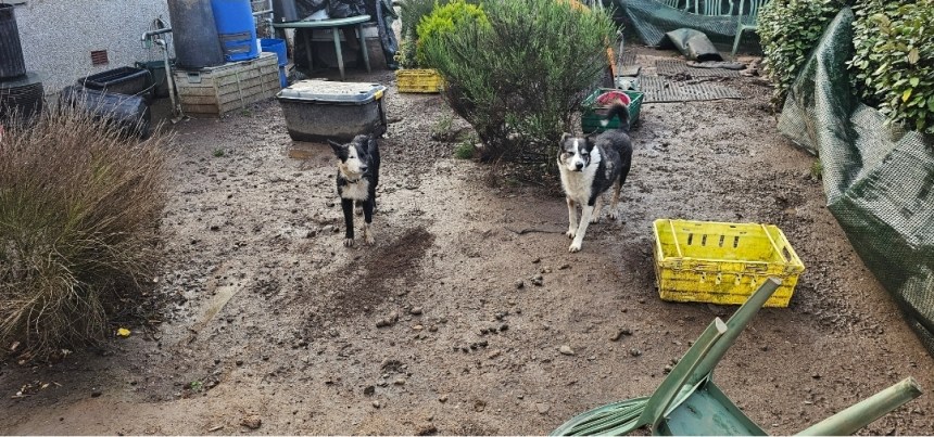 Two dogs stand in a cluttered garden in Trevine, surrounded by plastic containers, chairs and gardening tools.