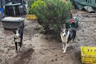 Two dogs stand in a cluttered garden in Trevine, surrounded by plastic containers, chairs and gardening tools.
