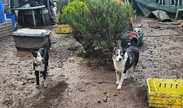 Two dogs stand in a cluttered garden in Trevine, surrounded by plastic containers, chairs and gardening tools.