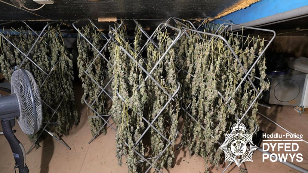 Indoor drying racks filled with hanging cannabis plants — evidence from police raid.