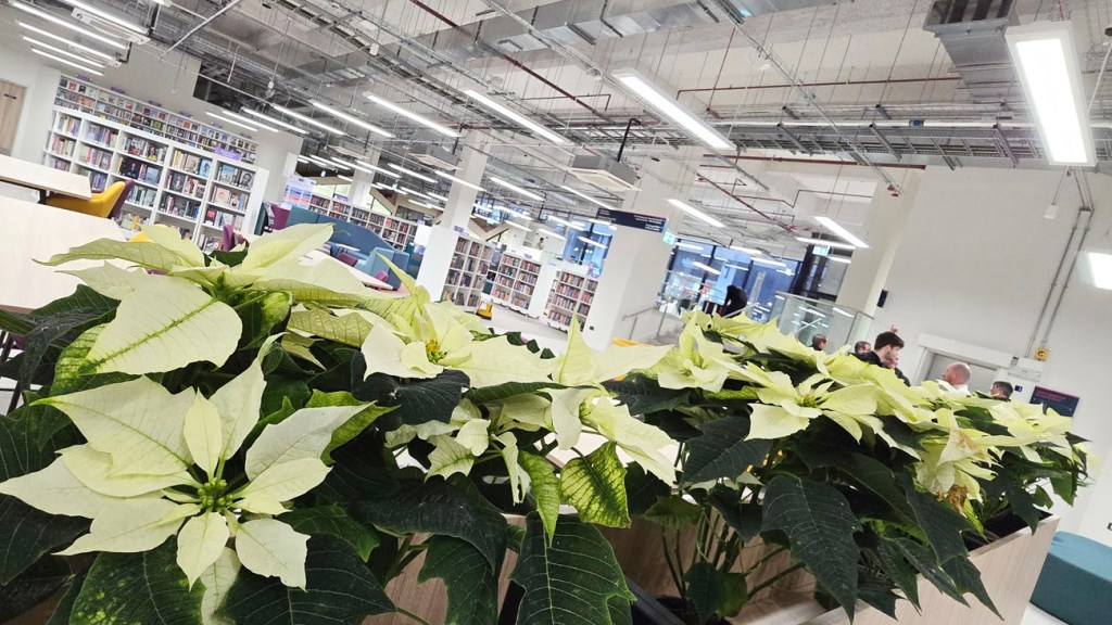 Bookshelves, tables, and pale yellow poinsettias in the library area at Y Storfa.