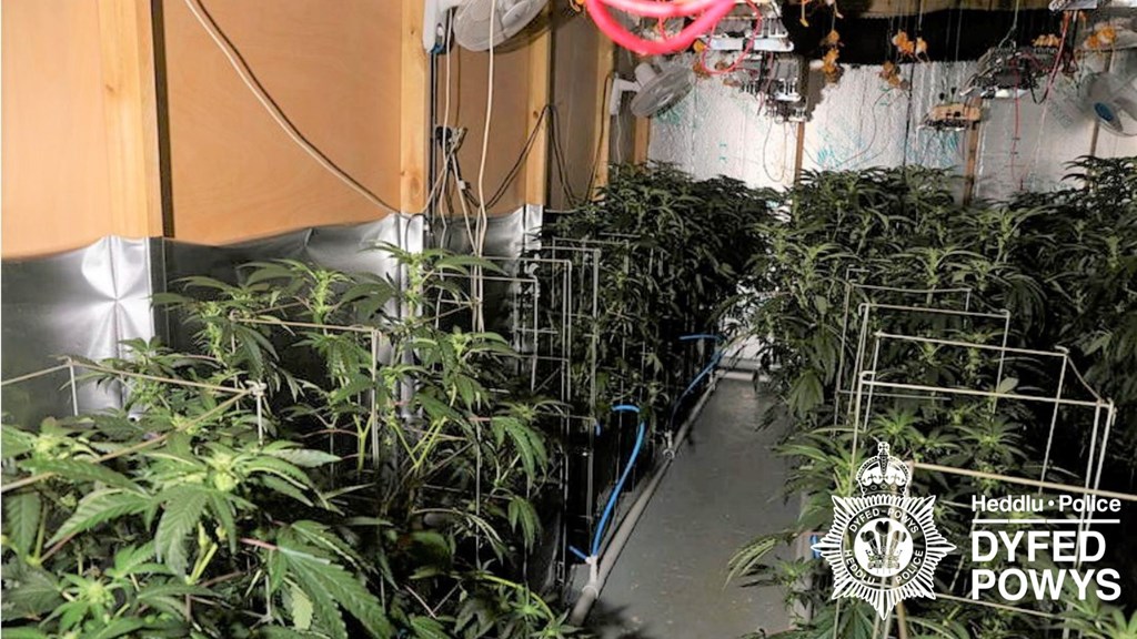 Mature cannabis plants under artificial lighting with fans and insulation — industrial grow room.