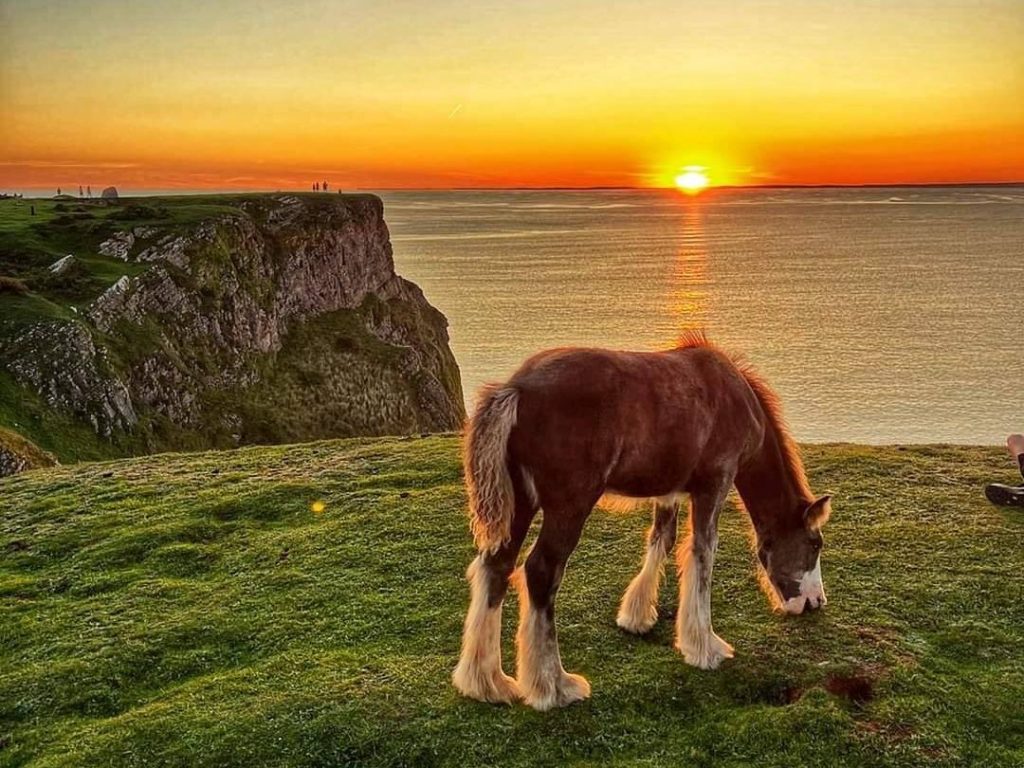 Young horse grazing on Rhossili cliffs at sunset, overlooking the sea
