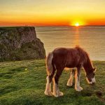 Young horse grazing on Rhossili cliffs at sunset, overlooking the sea
