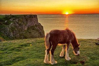 Young horse grazing on Rhossili cliffs at sunset, overlooking the sea