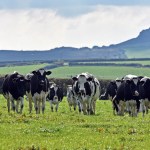 Black and white dairy cows walking on green pasture with Welsh hills in the background. Image credit: FUW.