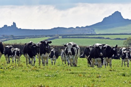 Black and white dairy cows walking on green pasture with Welsh hills in the background. Image credit: FUW.