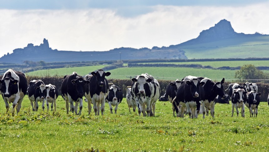 Black and white dairy cows walking on green pasture with Welsh hills in the background. Image credit: FUW.