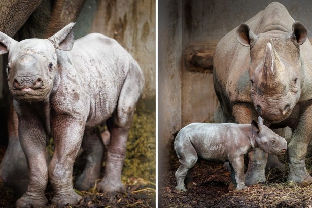 Newborn eastern black rhino calf exploring enclosure, shown alongside mother Dakima in protective stance.