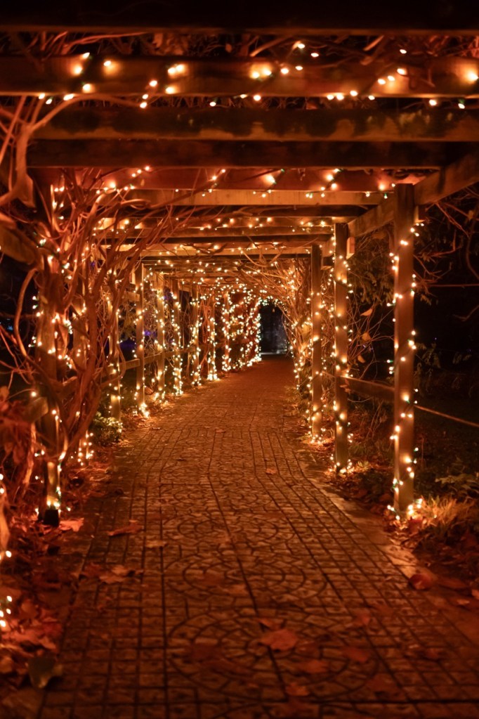 Illuminated pergola walkway at night with string lights and autumn leaves, photographed at Luminate Wales. Credit: www.clarehardingphotography.com