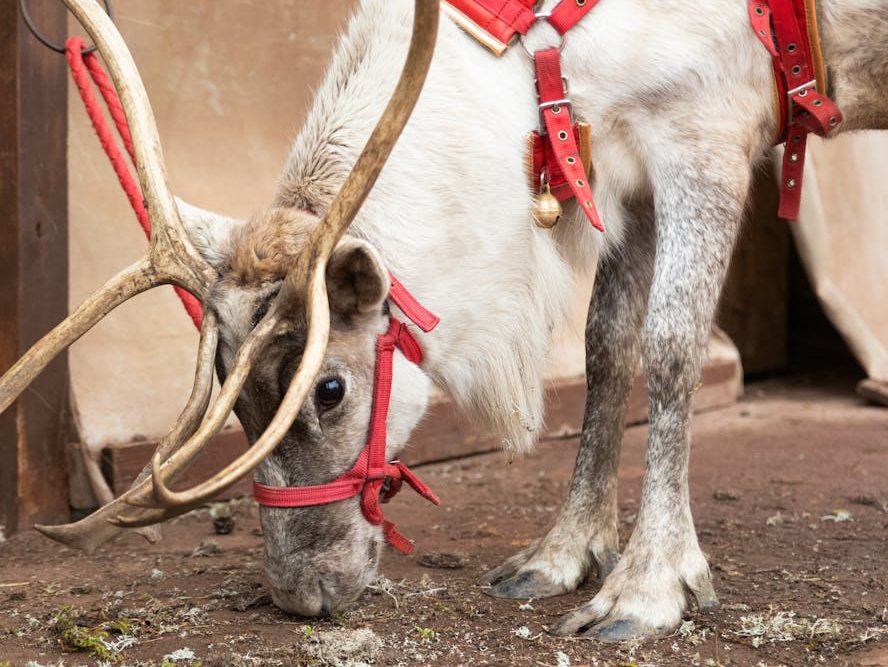 reindeer with red harness feeding outdoors