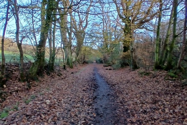 Woodland bridleway in Clyne Valley showing the natural path that will now be restored without tarmac. Image by Swansea Council.