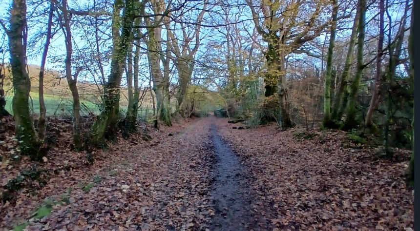 Woodland bridleway in Clyne Valley showing the natural path that will now be restored without tarmac. Image by Swansea Council.