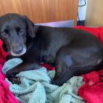 Andy the labrador lying in his basket after treatment for a facial injury.